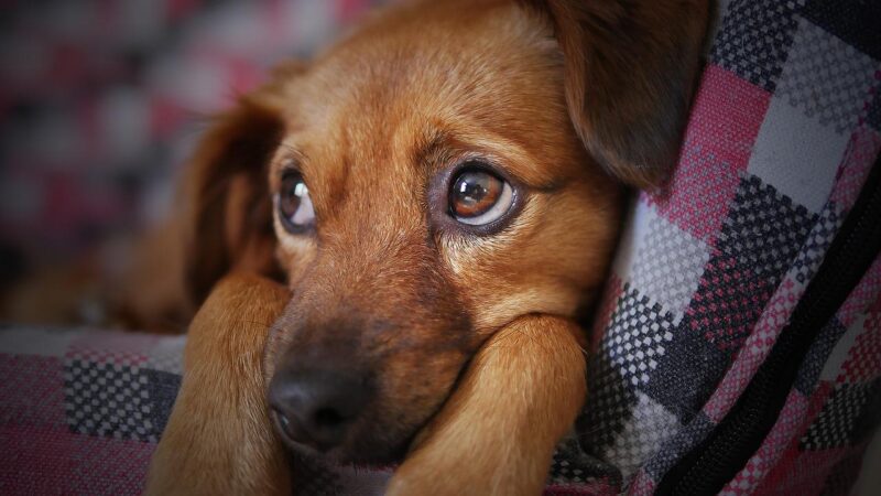 what causes separation anxiety in puppies