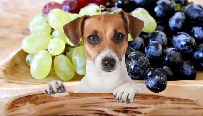 My Dog Ate A Grape YDoWeLovePets   My Dog Ate A Grape 