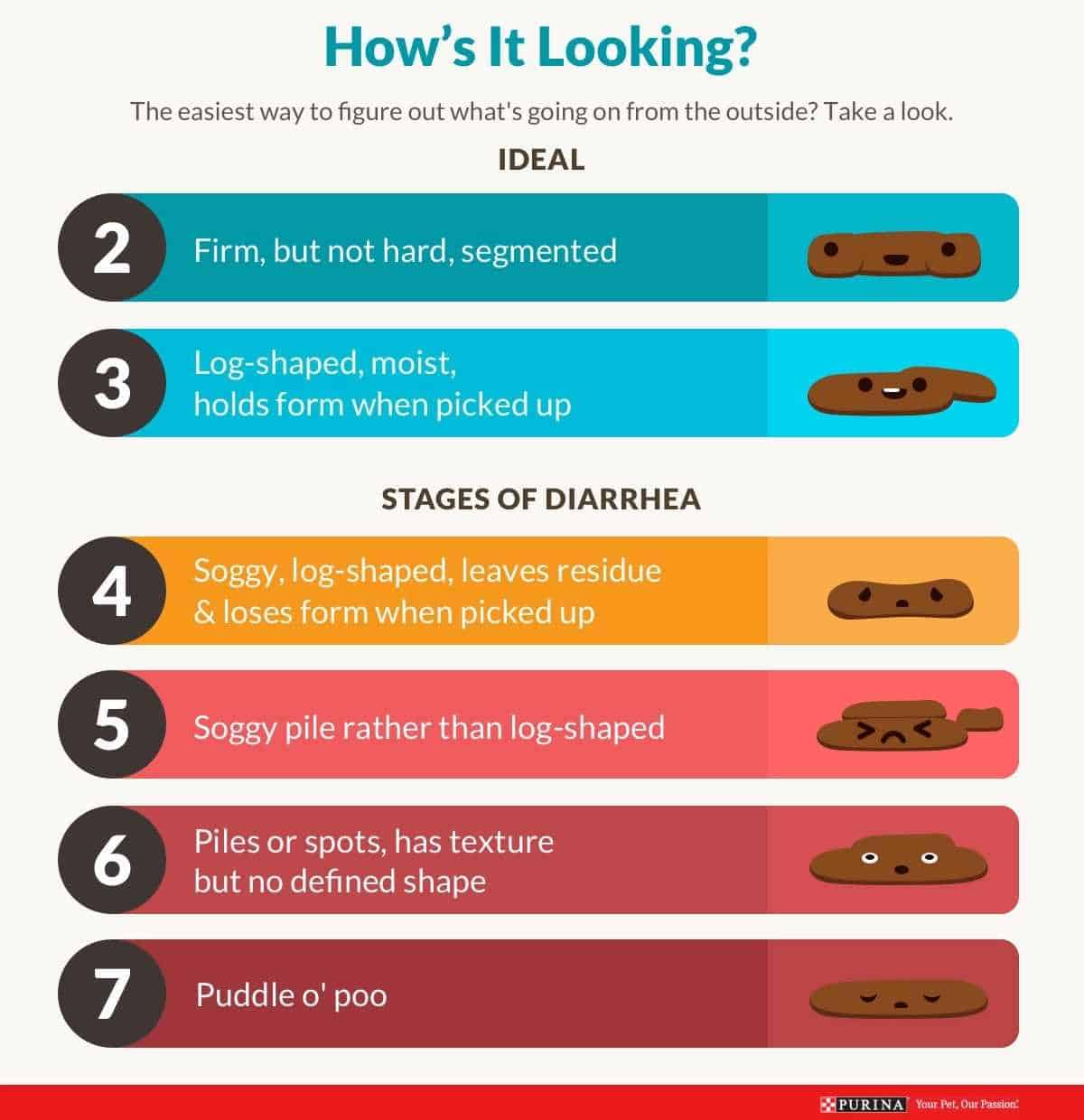 what-causes-dog-diarrhea-and-how-to-treat-it-ydowelovepets