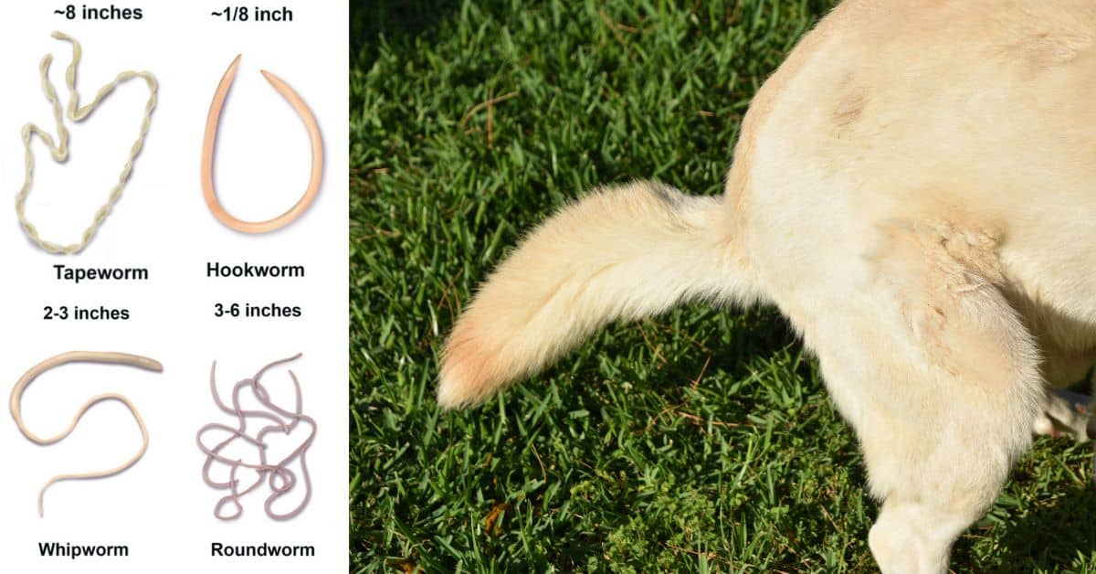 worms-in-dog-poop-ydowelovepets