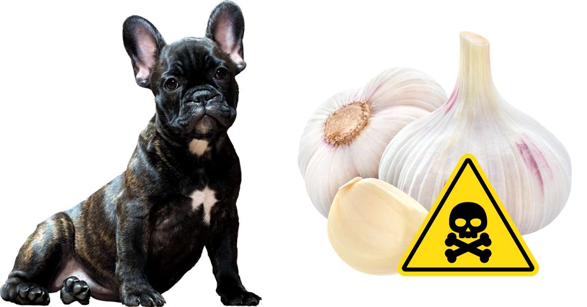 can dogs eat garlic to get rid of fleas