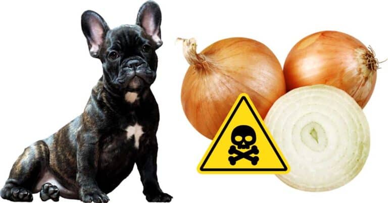 can dogs eat onions