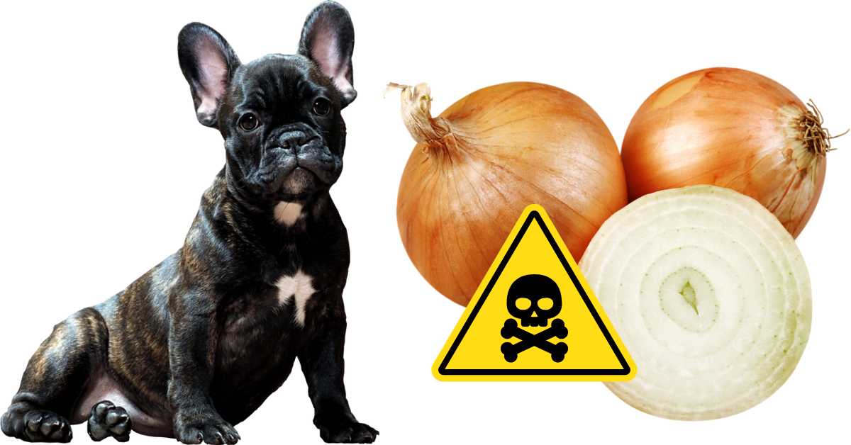 what happens if my dog ate onions