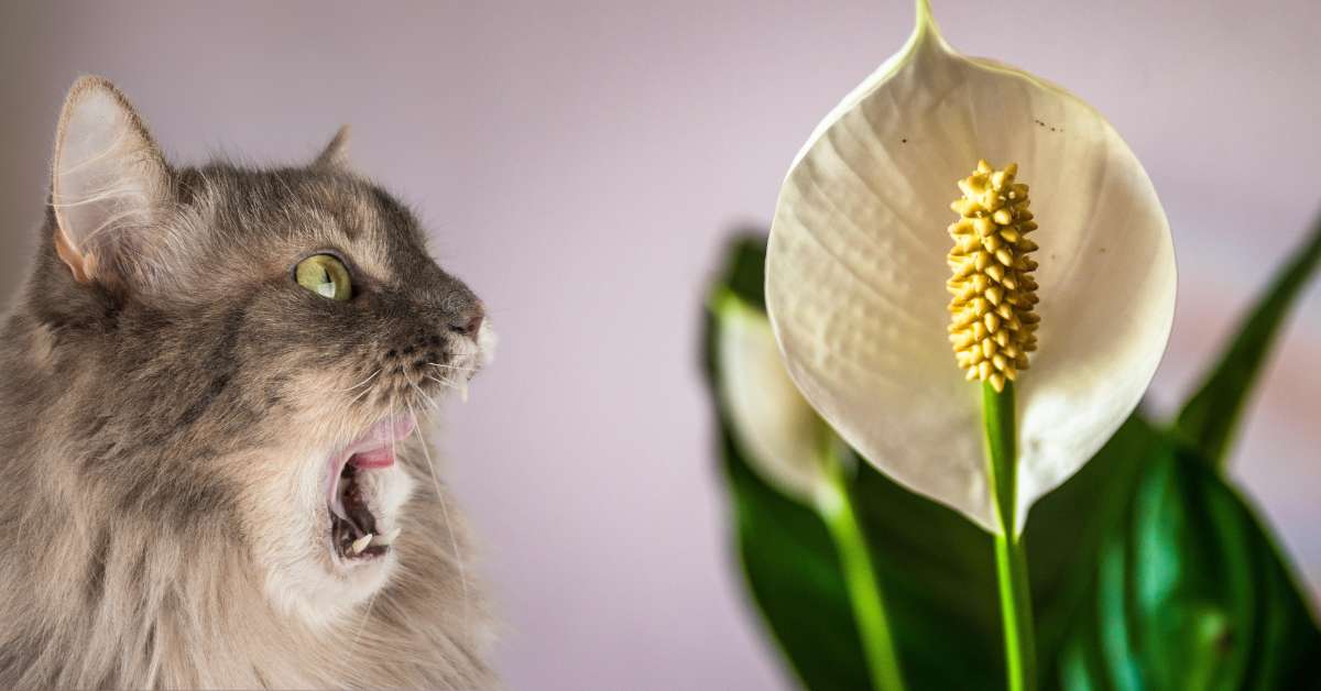 are-peace-lilies-toxic-to-cats-ydowelovepets