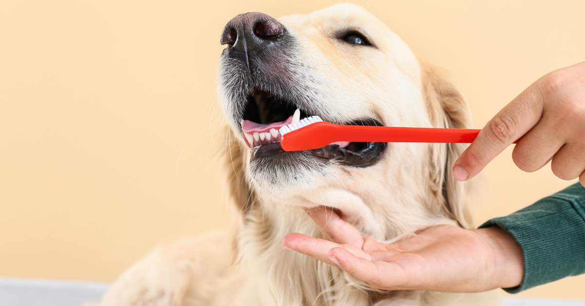 how often brush dog teeth